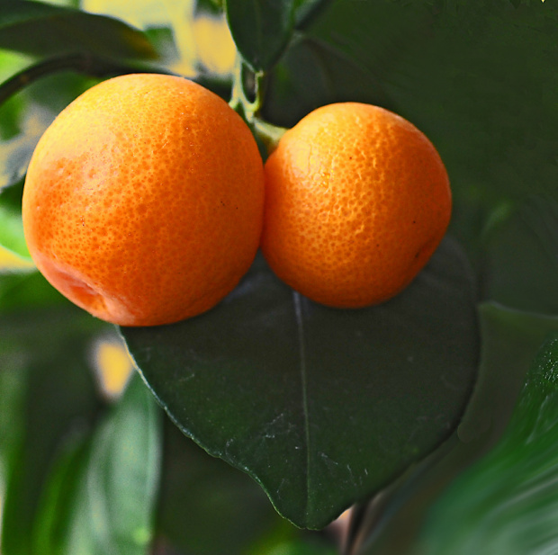 Pomarancze prosto z drzewa..poczestuj sie prosze.. #pomarancze #ogrody