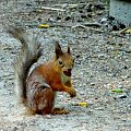 Helisinki wyspa Saurasaari wiewiórka.
Wiewiórki są oswojone i jedzą z ręki. #zwierzęta