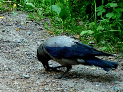 Saurasaari wrona siwa. #ptaki