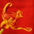 ...jak wszystko przemija... #kwiat #tulipan #przemijanie