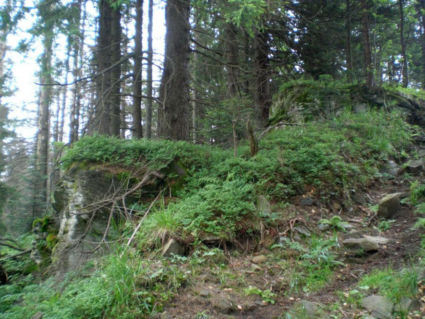 Takich skałek między Kopą a Kudłoniem sporo. #góry #beskidy #gorce #kudłoń