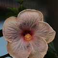 Hibiscus Luscious Beauty