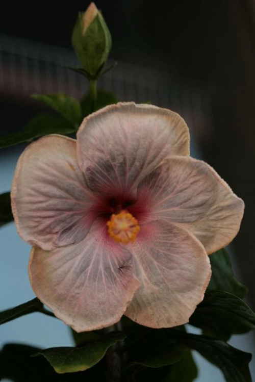 Hibiscus Luscious Beauty