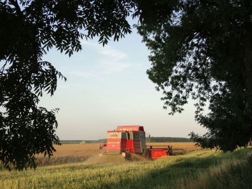 Zbiór rzepaku w Bodzewku