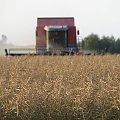 Zbiór rzepaku w Bodzewku