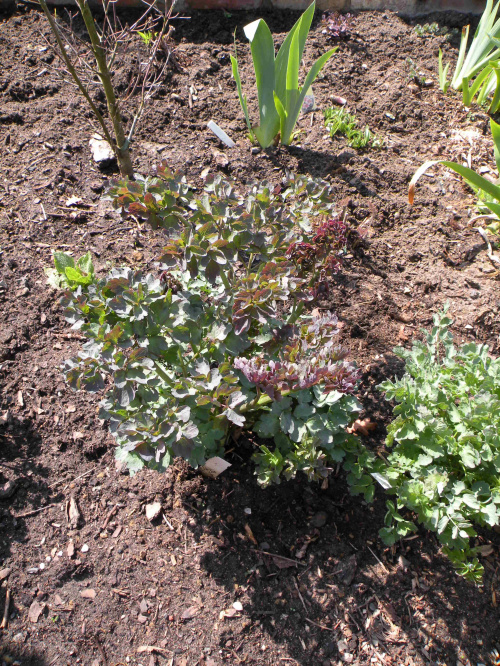 Thalictrum 'Elin'