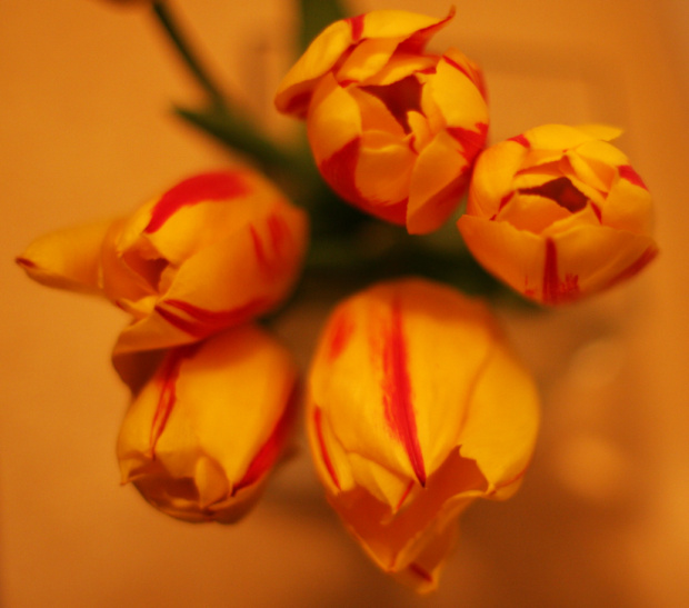 chwilę wcześniej... #kwiaty #tulipany