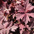 Geranium pratense 'Midnight Reiter'