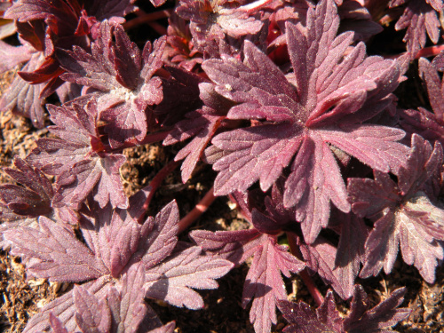 Geranium pratense 'Midnight Reiter'