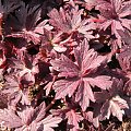 Geranium pratense 'Midnight Reiter'