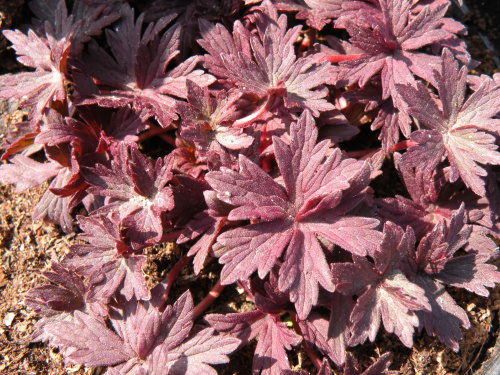 Geranium pratense 'Midnight Reiter'