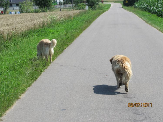 a wracając bieg po Frolic'a