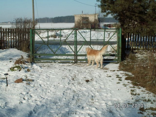 a jak spacer to Corsa pierwsza przy bramie