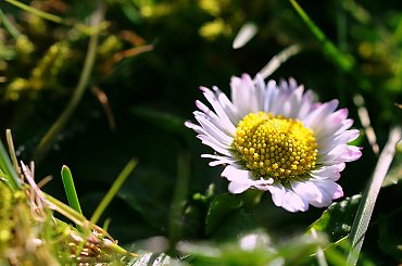 6.03.2010 wczoraj wiosna a dzis znowu zima,snieg i mrozny wiatr za oknami gwizdze... #wiosna #zima #macro