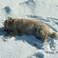 bo Lady postaowiła sobie trochę poleżec na tym białym