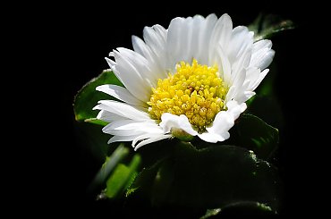 6.03.2010 wczoraj wiosna a dzis znowu zima,snieg i mrozny wiatr za oknami gwizdze... #wiosna #zima #macro