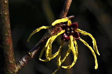 6.03.2010 wczoraj wiosna a dzis znowu zima,snieg i mrozny wiatr za oknami gwizdze... #wiosna #zima #macro