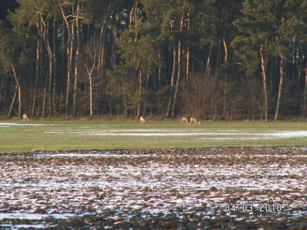 Pod lasem sarenki ale moje baby w śnieżnym wąwozie ich nie zobaczyły