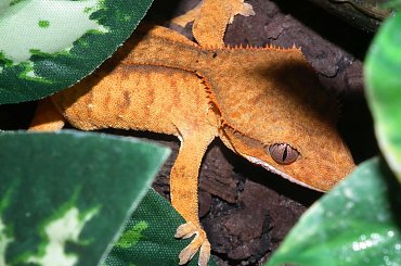 #CrestedGecko #GekonOrzęsiony #RhacodactylusCiliatus