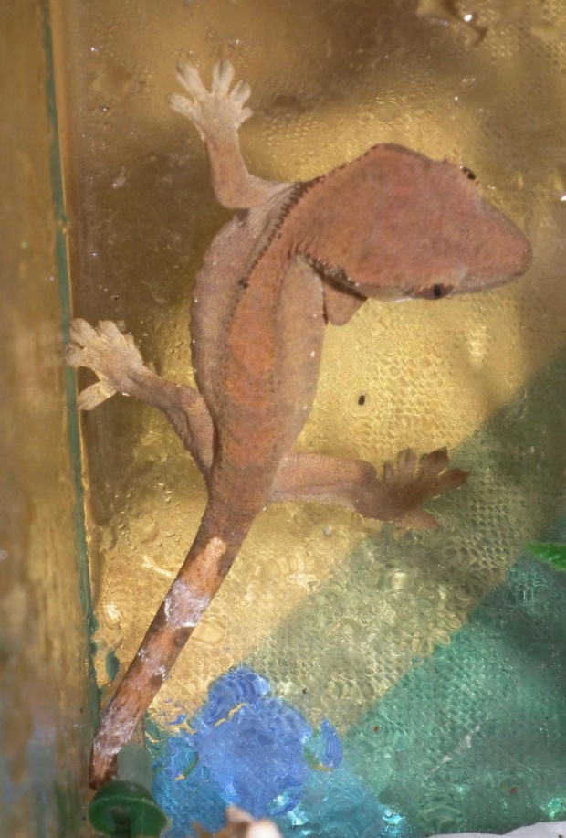 #CrestedGecko #GekonOrzęsiony #RhacodactylusCiliatus