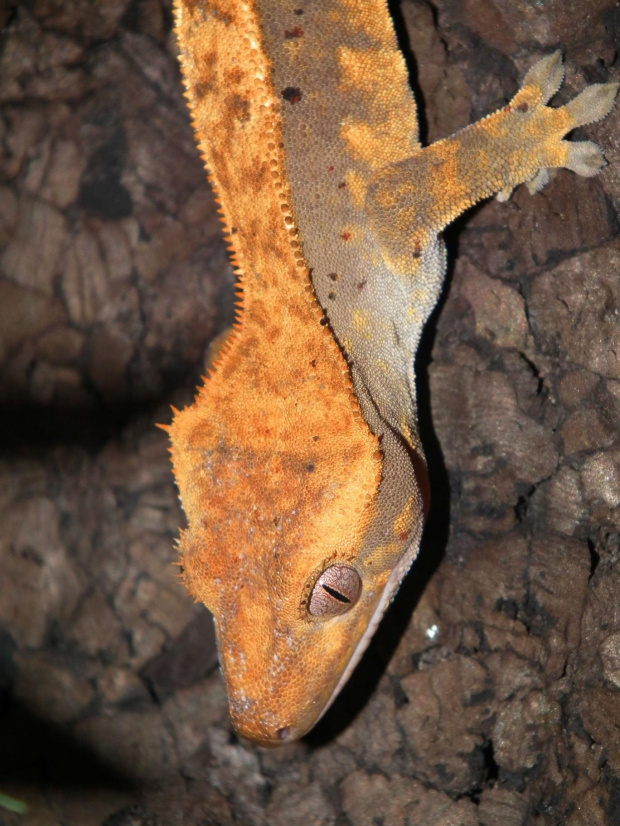 #CrestedGecko #GekonOrzęsiony #RhacodactylusCiliatus