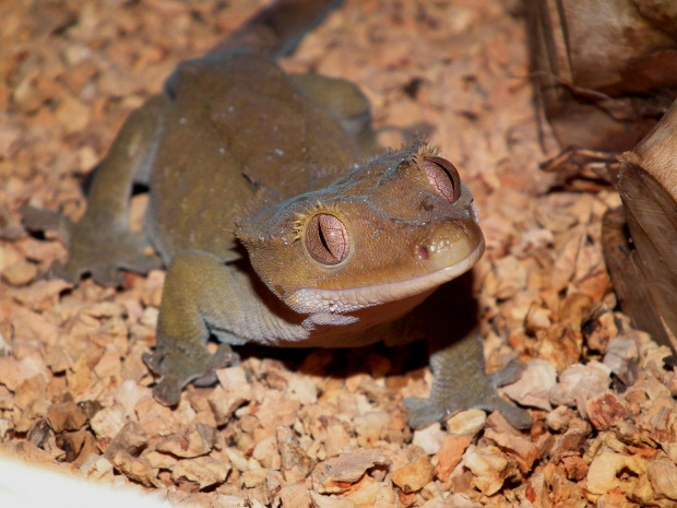 #CrestedGecko #GekonOrzęsiony #RhacodactylusCiliatus