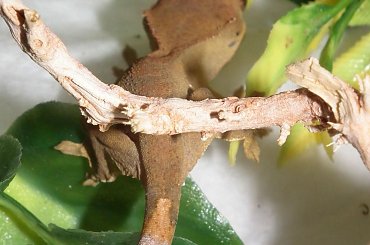 #CrestedGecko #GekonOrzęsiony #RhacodactylusCiliatus
