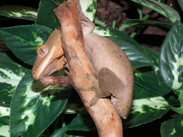 #CrestedGecko #GekonOrzęsiony #RhacodactylusCiliatus