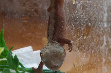 #RhacodactylusCiliatus #CrestedGecko #GekonOrzęsiony
