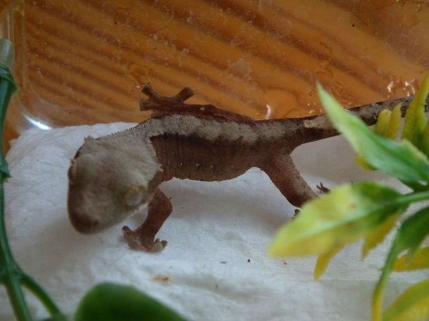 #RhacodactylusCiliatus #CrestedGecko #GekonOrzęsiony