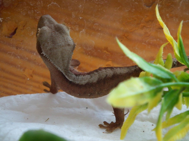 #RhacodactylusCiliatus #CrestedGecko #GekonOrzęsiony