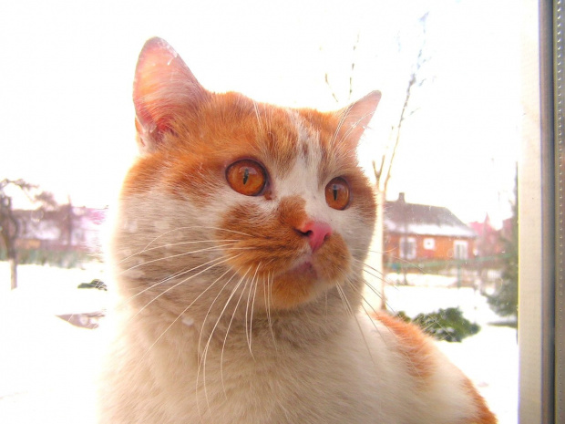 A jednak kotek, co sprawdziłam palpacyjnie :) Siedzi u mnie za oknem i prosi: Wpuść mnie, Murka......:)