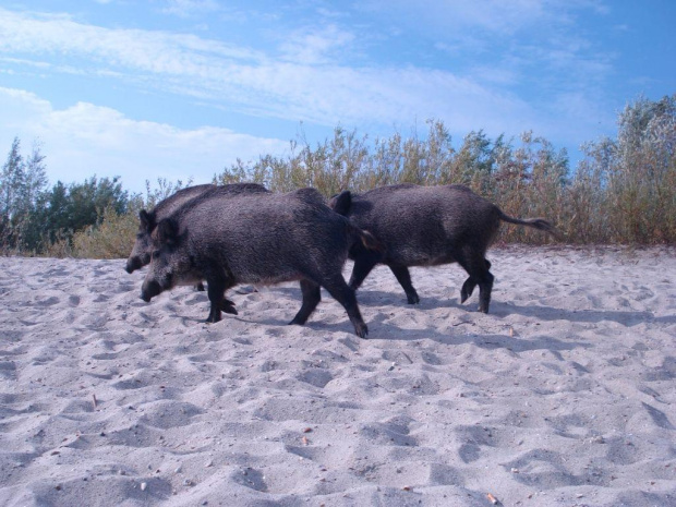 Dziki na plaży, zalew wiślany Krynica Morska #Dzik #plaża #krynica #morska