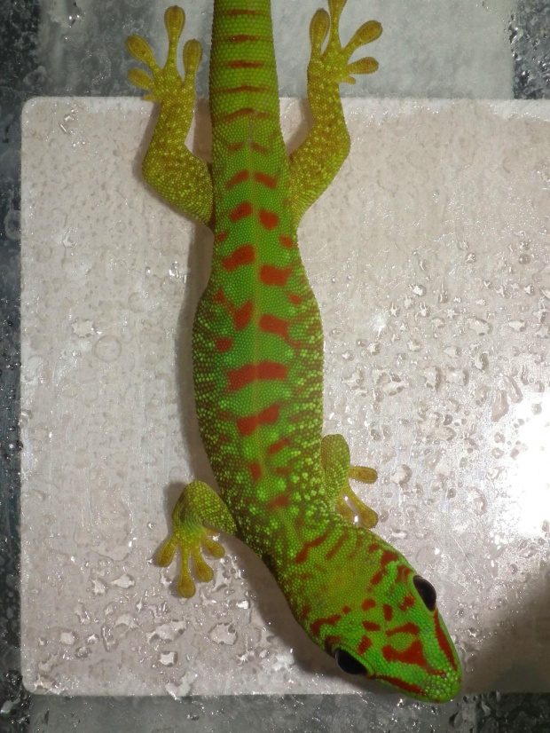 #FelsumaMadagaskarska #MadagascarDayGecko