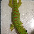 #FelsumaMadagaskarska #MadagascarDayGecko