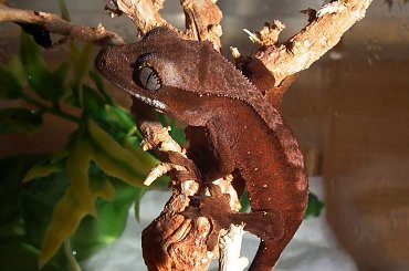 #CrestedGecko #GekonOrzęsiony #RhacodactylusCiliatus