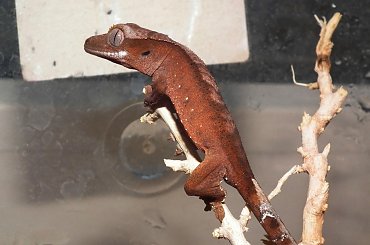 #CrestedGecko #GekonOrzęsiony #RhacodactylusCiliatus