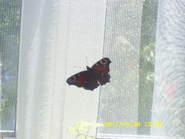 mam motylka w domku :))