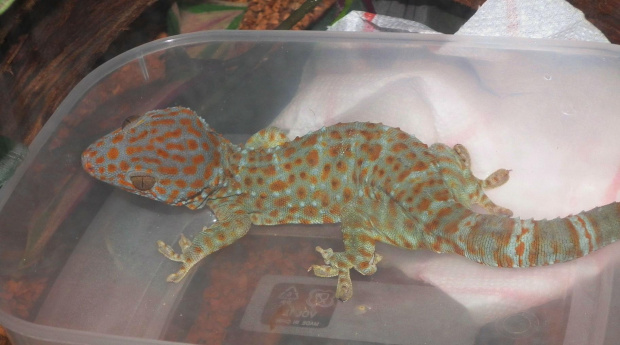 #GeckoGekko #GekonToke #TokayGecko