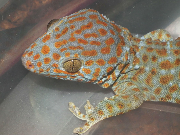 #GeckoGekko #GekonToke #TokayGecko