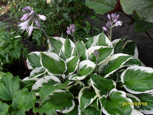 hosta