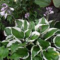 hosta