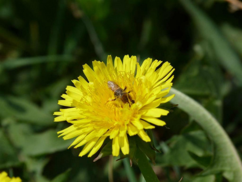 Zdjęcia #lumix #makro #owady #rośliny #pszczoła