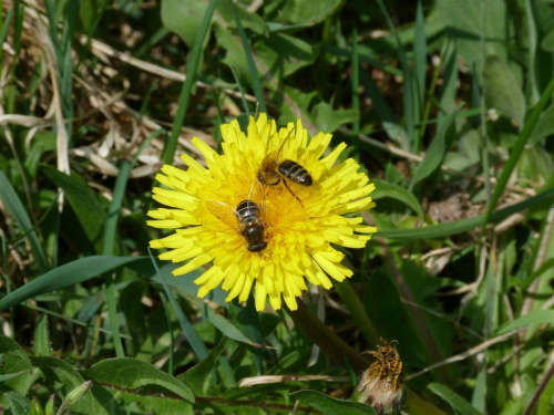 Zdjęcia #lumix #makro #owady #rośliny #pszczoła #pszczoły