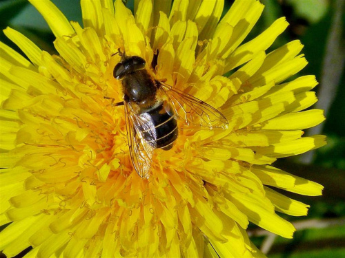 Zdjęcia #lumix #makro #owady #rośliny #pszczoła #mlecz #nektar