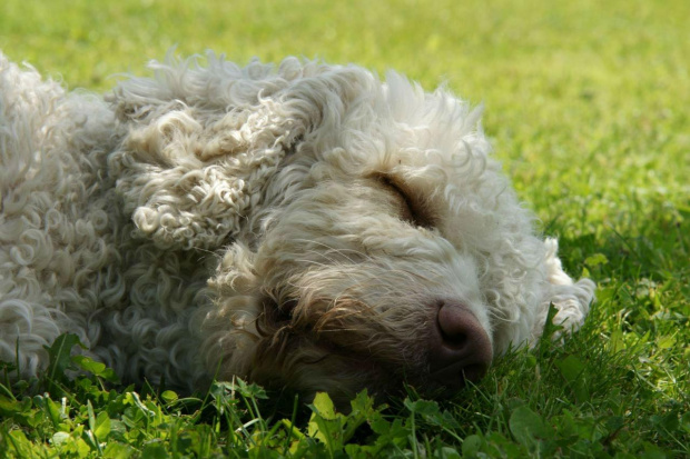 #hiszpanskipieswodny #SpanishWaterDog