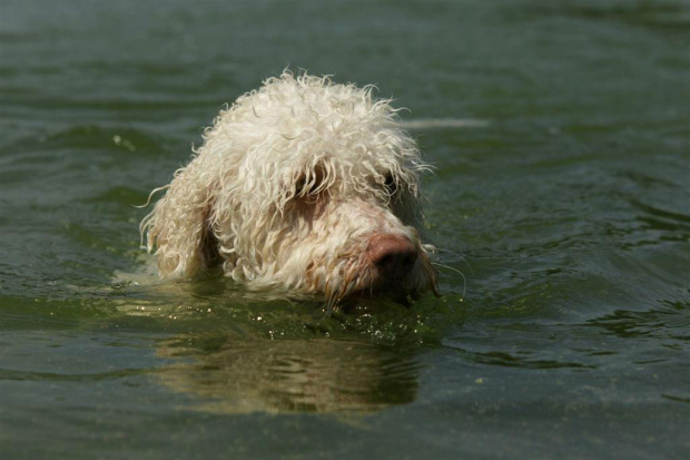 #hiszpanskipieswodny #SpanishWaterDog