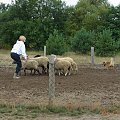 Diabelskie Rozdroże,sheltie.BAŚNIOWA SILJE ,woczarek szetlandzki i owce.