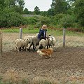 Diabelskie Rozdroże,sheltie.INDIANA z Puli Szczęścia,owczarek szetlandzki i owce.