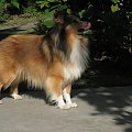 COCO CHANEL Diabelskie Rozdroże.Owczarek szetlandzki,sheltie.